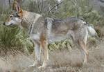 Perro Lobo Checo.  Ch. Amálka Od Bulizníku Cs. Perro Lobo Checo.  Ch. Amálka Od Bulizníku Cs.