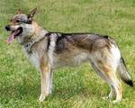 Perro Lobo Checo.  Ch. Ajsa Dar Prírody Cs.