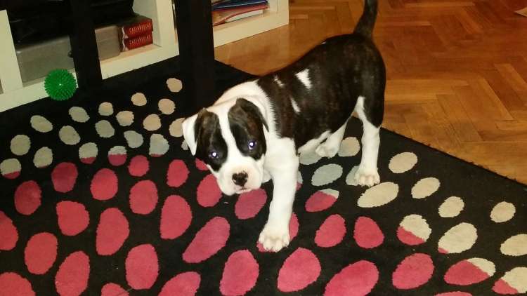 American Staffordshire Terrier. Barsik. American Staffordshire Terrier. Barsik.