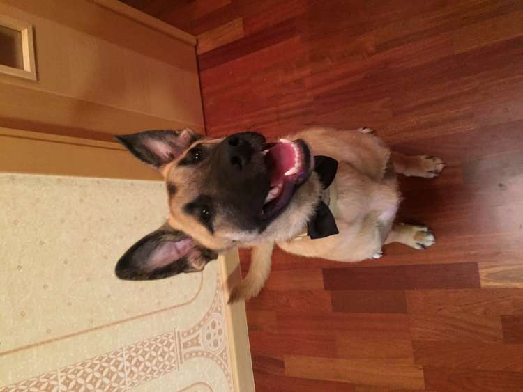 Alano Español. Bakun.