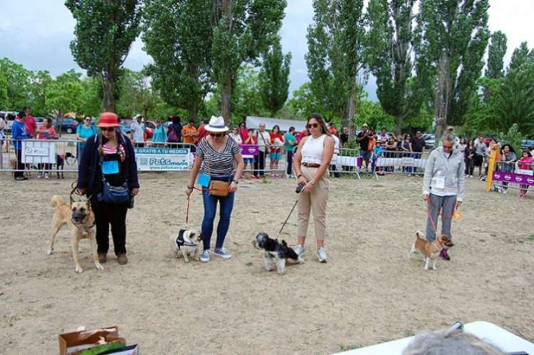 Alano Español. Bakun.