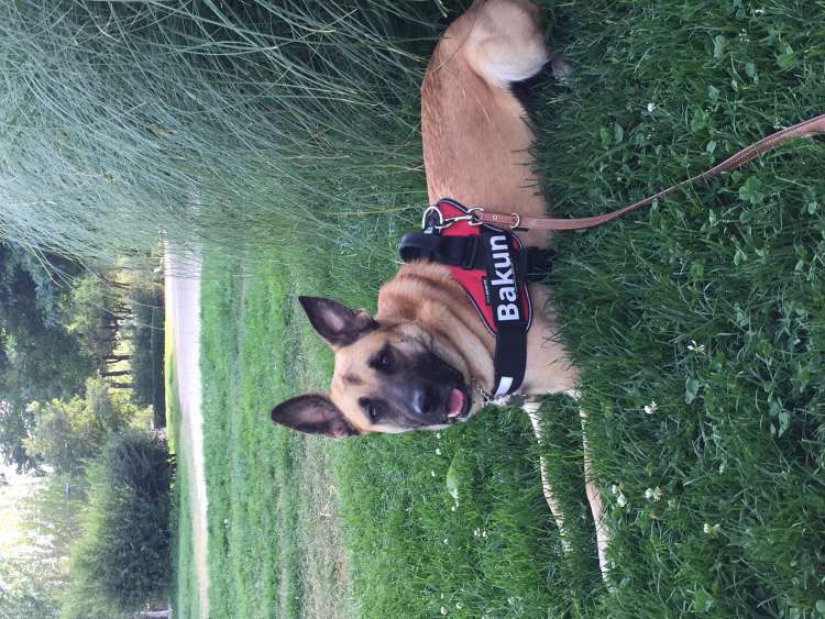 Alano Español. Bakun. Alano Español. Bakun.