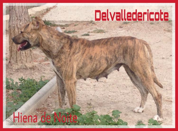 Alano Español. Hiena De Noite.