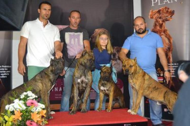 Alano Español. . Alano Español. .