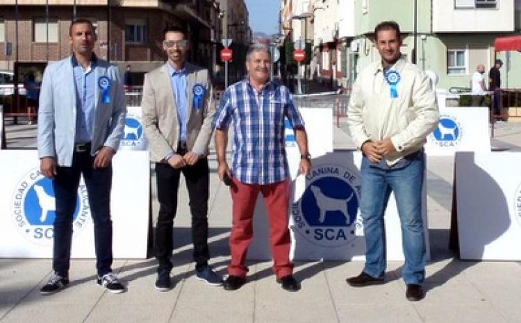 Alano Español. Alano Español.