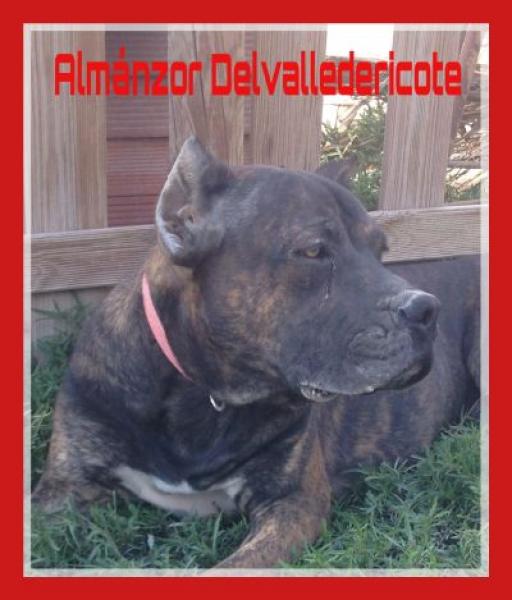 Alano Español.  Ch. Almanzor Delvalledericote.