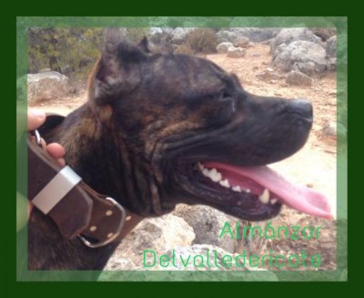 Alano Español. Ch. Almanzor Delvalledericote. Alano Español. Ch. Almanzor Delvalledericote.