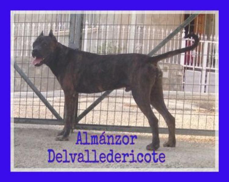 Alano Español.  Ch. Almanzor Delvalledericote.