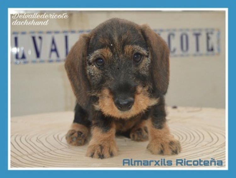 Teckel. Almarxils RicoteÑa.