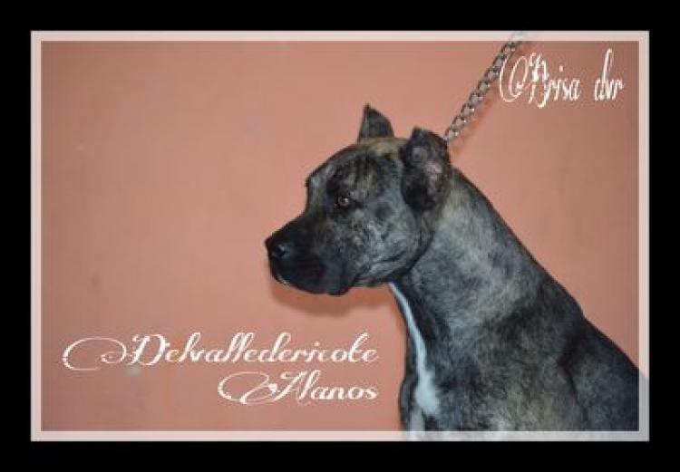 Alano Español. Brisa Del Valle De Ricote.