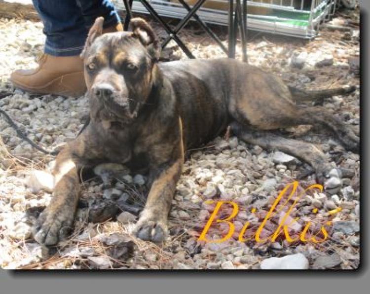 Alano Español.  Ch. Bilkis Del Collado Del Diablo.