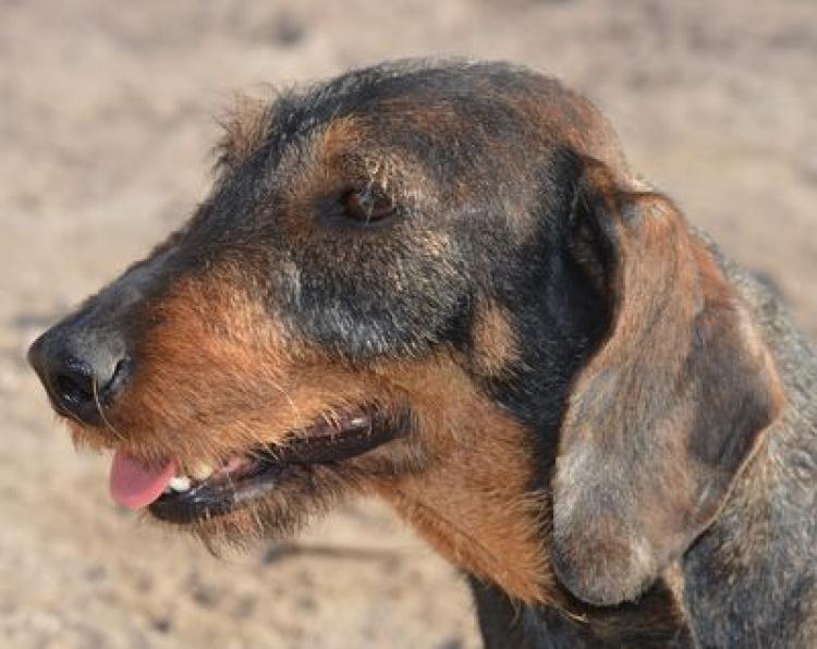 Teckel. Princesa De Valsequilla.