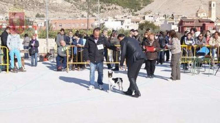 Alano Español. Alano Español.