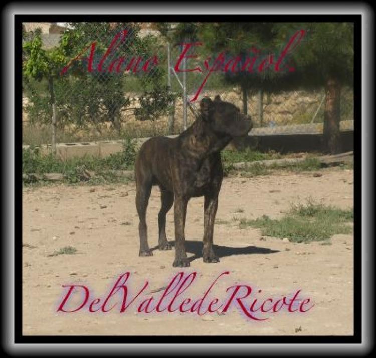 Alano Español. Ch. Califa Del Llano De Brujas. Alano Español. Ch. Califa Del Llano De Brujas.