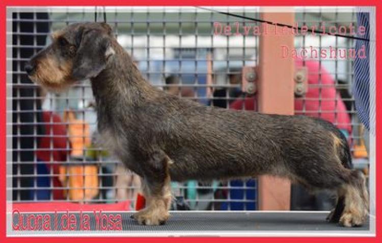 Teckel. Quona De La Yosa.