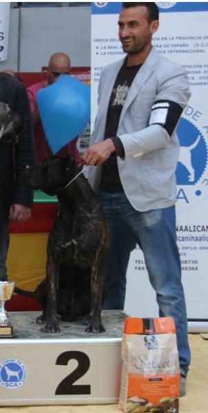 Alano Español.  Ch. Califa Del Llano De Brujas.