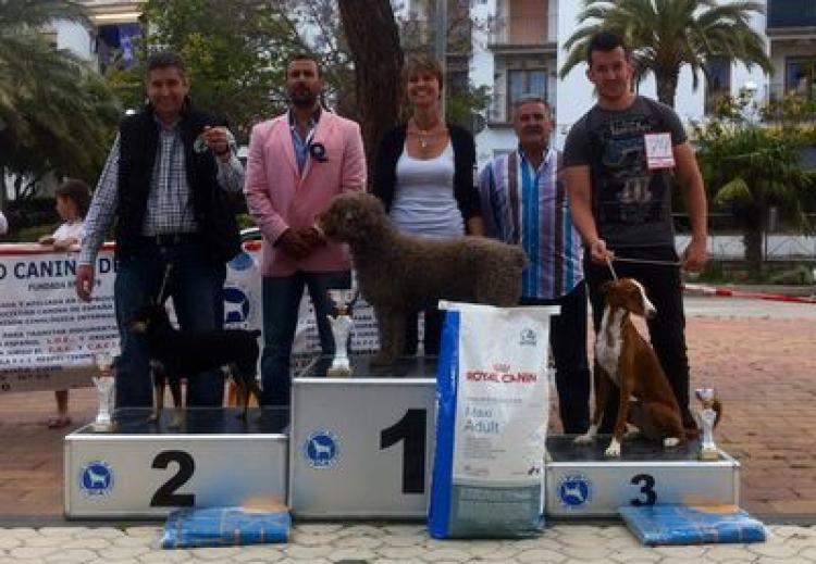 Alano Español. Alano Español.