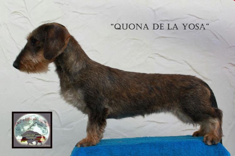 Teckel. Quona De La Yosa.