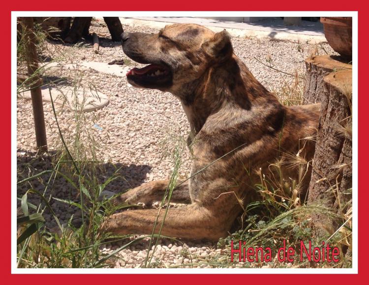 Alano Español. Hiena De Noite.