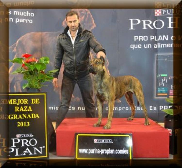 Alano Español.  Ch. Bilkis Del Collado Del Diablo.