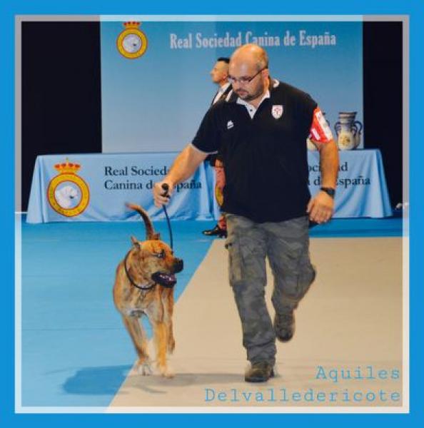 Alano Español.  Ch. Aquiles Delvalledericote.