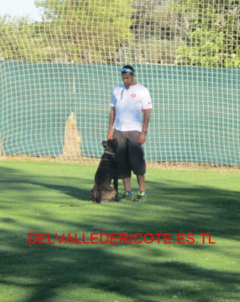 Alano Español.  Ch. Califa Del Llano De Brujas.