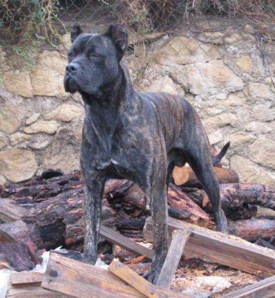 Alano Español.  Ch. Califa Del Llano De Brujas. Alano Español.  Ch. Califa Del Llano De Brujas.