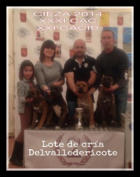 Alano Español. Lote de Cria