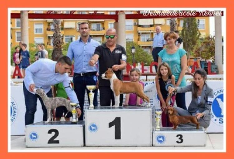 Alano Español. Alano Español.