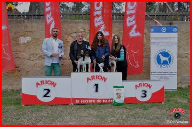 Alano Español. Alano Español.