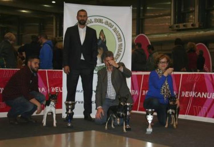 Alano Español. Alano Español.