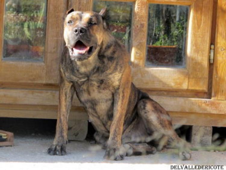 Alano Español. Ch. Bilkis Del Collado Del Diablo. Alano Español. Ch. Bilkis Del Collado Del Diablo.