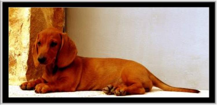 Teckel.  Ch. Tiza De La Nit De L´alba.