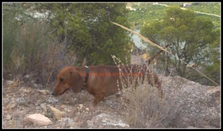 Teckel.  Ch. Tiza De La Nit De L´alba.