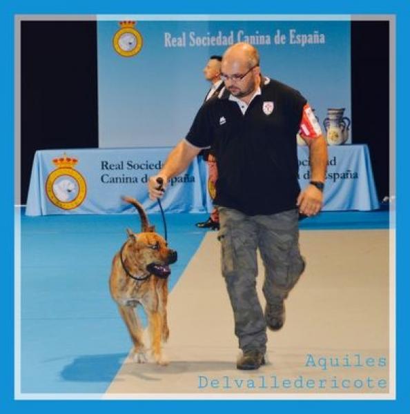 Alano Español.  Ch. Aquiles Delvalledericote. EXC 1º CAC MEJOR MACHO Y MEJOR DE RAZA. Alano Español.  Ch. Aquiles Delvalledericote. EXC 1º CAC MEJOR MACHO Y MEJOR DE RAZA.