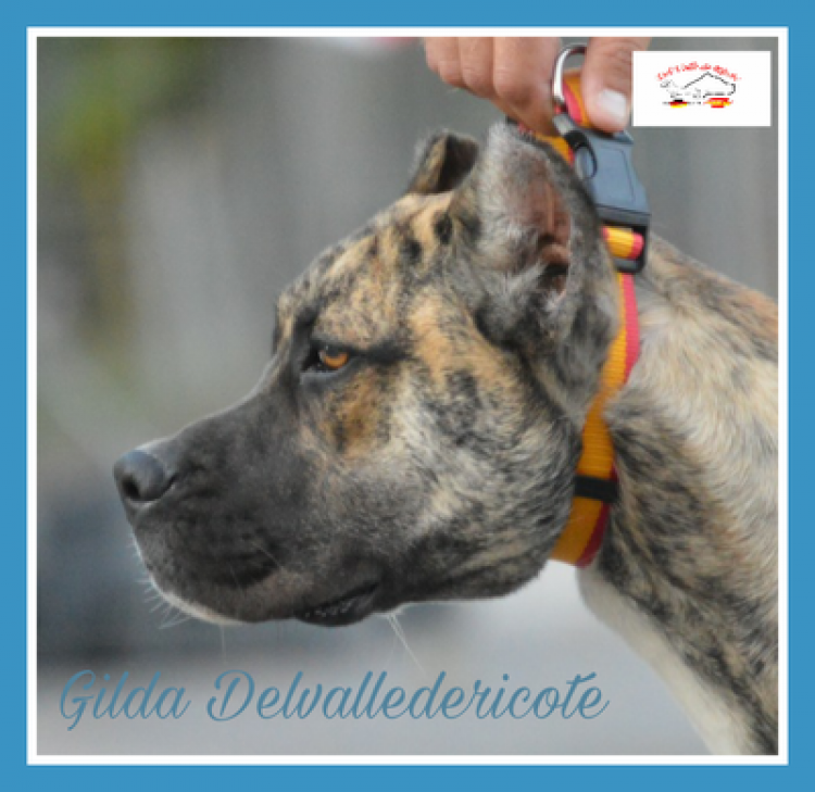 Alano Español. Gilda Delvalledericote.