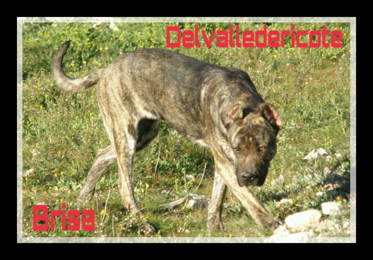 Alano Español. Brisa Del Valle De Ricote.