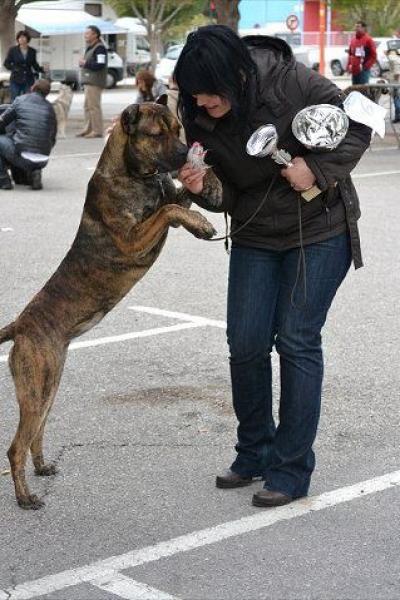 Alano Español.  Ch. Bilkis Del Collado Del Diablo.
