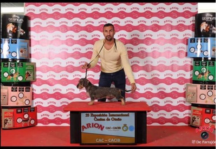 Teckel. Quona De La Yosa. EXC 1 CAC CACIB MEJOR HEMBRA.