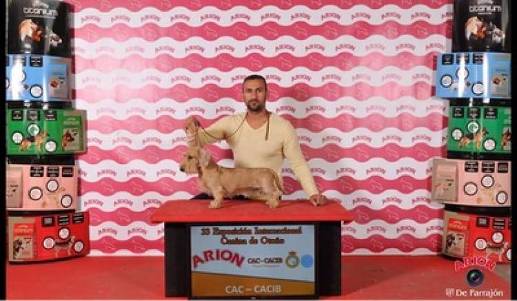 Teckel.  Ch. Almarxils Muflon. EXC 1 CAC CACIB.