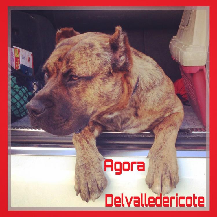 Alano Español. Ágora Del Valle De Ricote. Alano Español. Ágora Del Valle De Ricote.