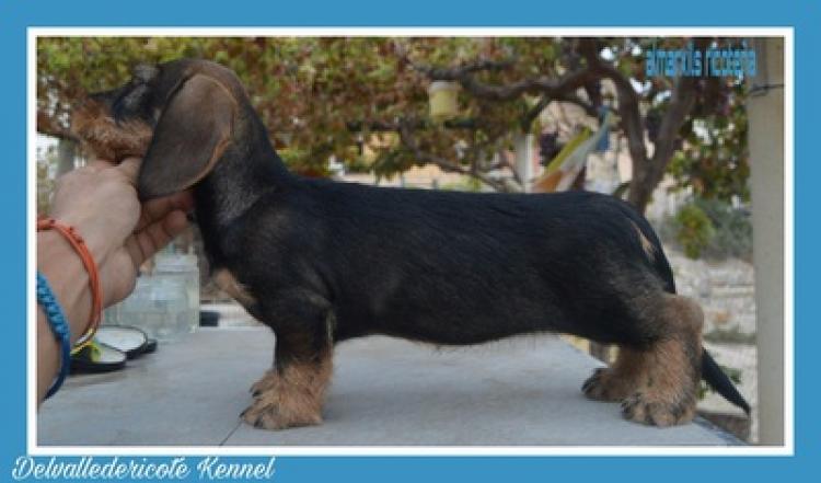 Teckel. Almarxils RicoteÑa.