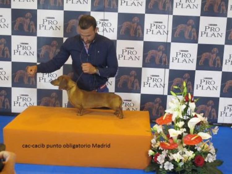 Teckel.  Ch. Tiza De La Nit De L´alba.