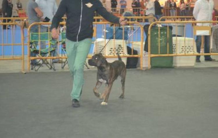 Alano Español.  Ch. ALMANZOR DELVALLEDERICOTE.