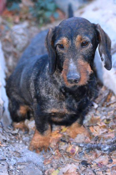 Teckel. Princesa De Valsequilla.