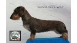 Teckel. Quona De La Yosa.