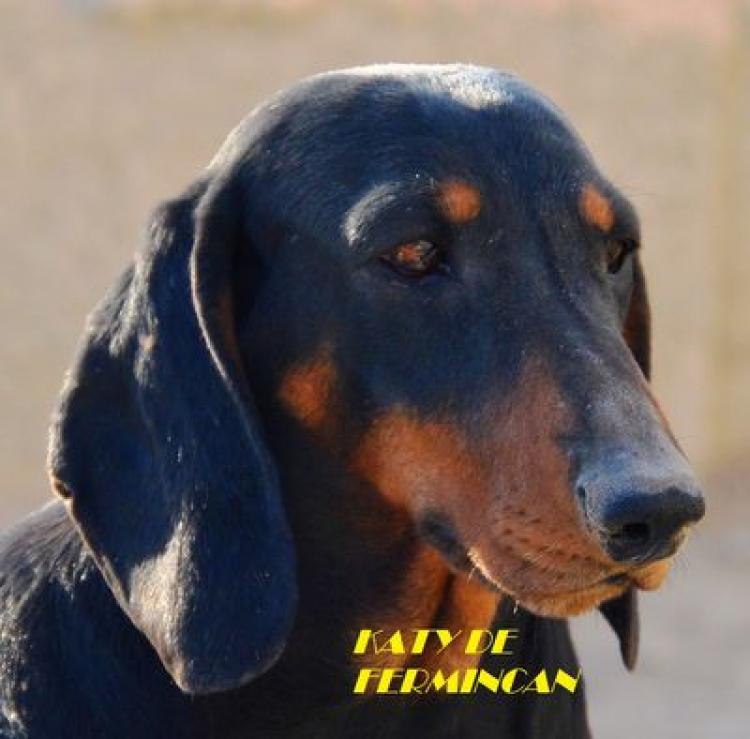 Teckel. Katy De Fermincan.