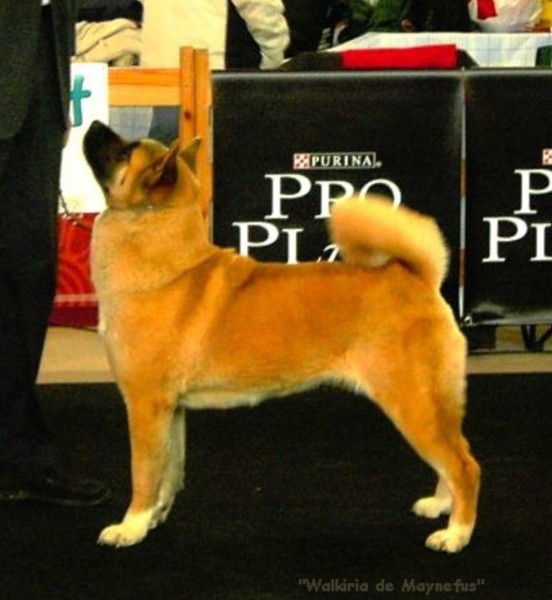 Akita Americano. Walkiria de Maynefus