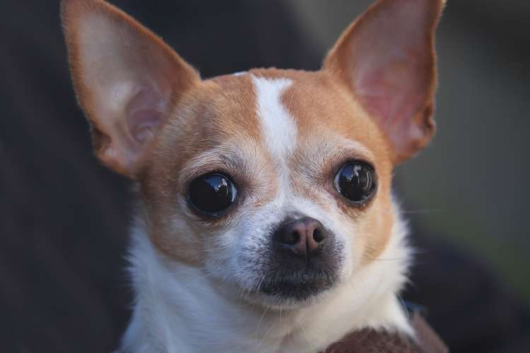 Chihuahueño.