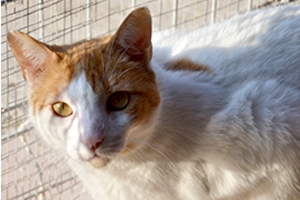 Victorio.  Gato en adopcion que busca casa. Victorio.  Gato en adopcion que busca casa.